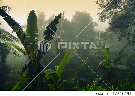 palms in fog 17256493