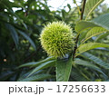 若い栗の実 17256633