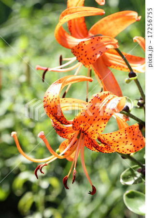 優雅なオニユリ 17256755