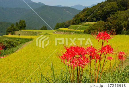 彼岸花と高須の棚田 彼岸花と高須の棚田 17256918