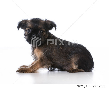 brussels griffon puppy 17257220