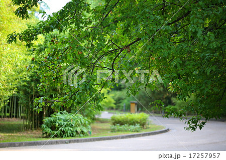 都会の森 都会の森 17257957