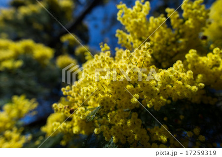 満開のアカシア 17259319