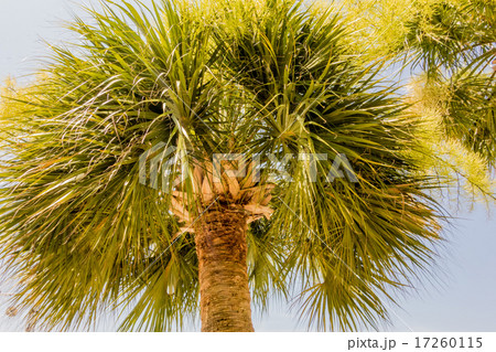 palm trees in georgia state usa palm trees in georgia state usa 17260115