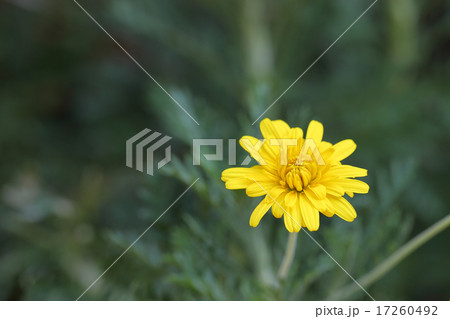 ユリオプスデージーの花 17260492