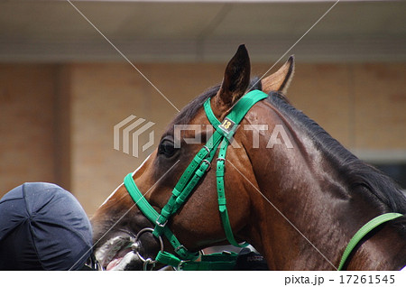 馬の顔 馬の顔 17261545