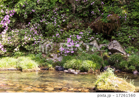 岸躑躅（キシツツジ）の群生の資料 17261560
