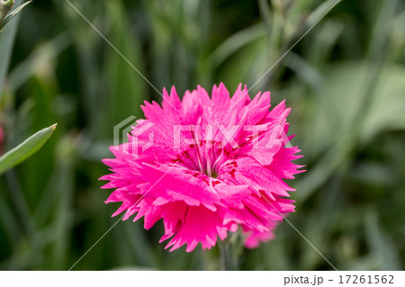 カーネーション(ダイアンサス型)の花冠の資料 カーネーション(ダイアンサス型)の花冠の資料 17261562