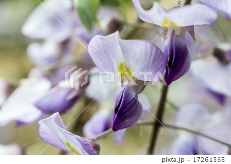 山藤・野藤（ヤマフジ・ノフジ）の蝶形花冠の 17261563