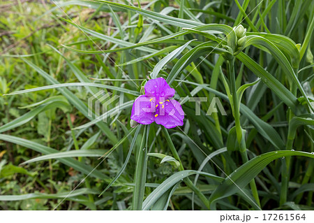 朝露が滴る紫露草(ムラサキツユクサ)の資料 朝露が滴る紫露草(ムラサキツユクサ)の資料 17261564