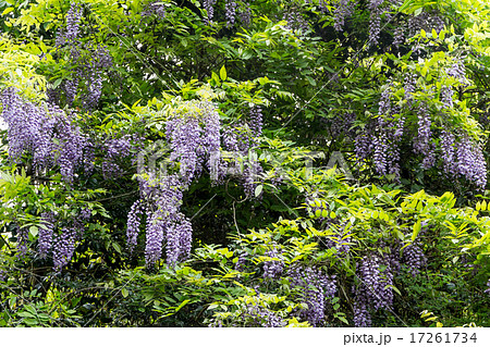 山藤 野藤 ヤマフジ ノフジ の花穂の資料の写真素材