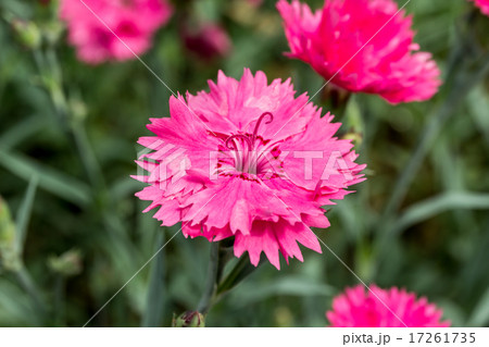 カーネーション（ダイアンサス型）の資料 17261735
