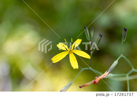 苦菜（ニガナ）の頭状花序の資料 17261737