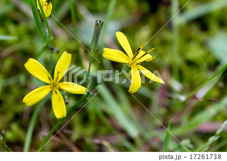 苦菜(ニガナ)の頭状花序の資料 苦菜(ニガナ)の頭状花序の資料 17261738