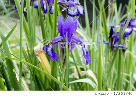 綾目（アヤメ）の花被の資料 17261740