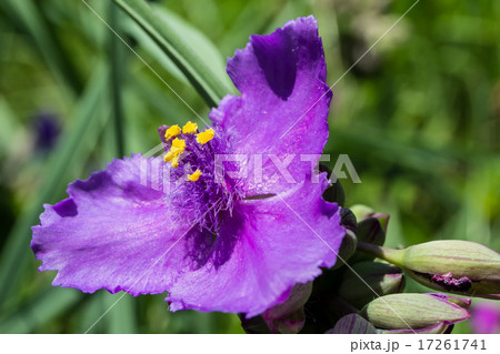 紫露草・蛍草（ムラサキツユクサ・ホタルグサ）の花冠の資料 17261741