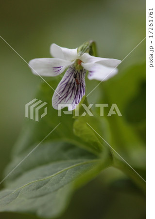自然 植物 ニョイスミレ、別名『ツボスミレ』。春から初夏にかけて咲くスミレです 自然 植物 ニョイスミレ、別名『ツボスミレ』。春から初夏にかけて咲くスミレです 17261761