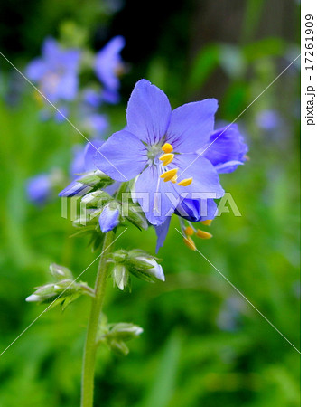 ハナシノブ ハナシノブ 17261909