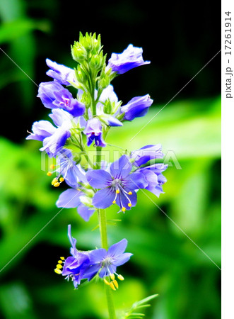 ハナシノブ ハナシノブ 17261914