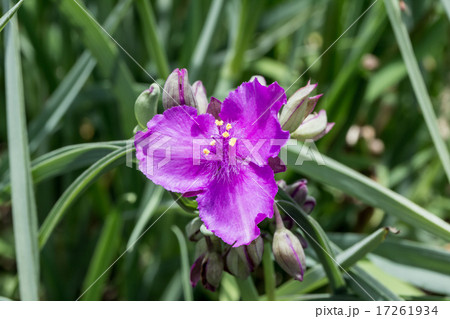 紫露草・蛍草(ムラサキツユクサ・ホタルグサ)の花冠の資料 紫露草・蛍草(ムラサキツユクサ・ホタルグサ)の花冠の資料 17261934