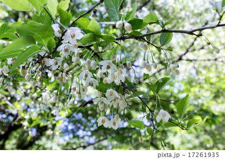 蘞の木・萵苣の木（エゴノキ・チシャノキ）の花枝の資料 17261935