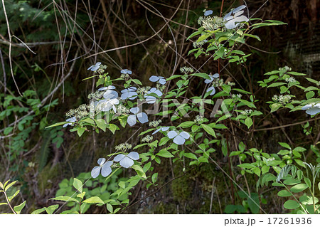 白山吹（シロヤマブキ）の花枝の資料 17261936