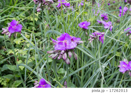 紫露草・蛍草（ムラサキツユクサ・ホタルグサ）の株の資料 17262013