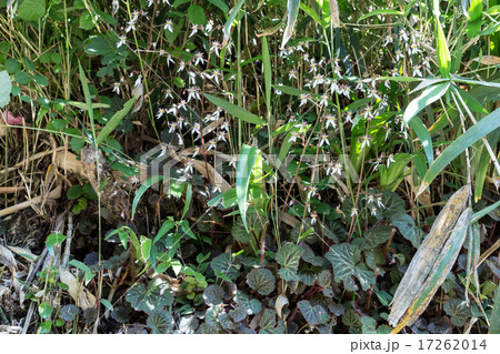 雪の下(ユキノシタ)の群生の資料 17262014
