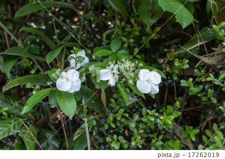 白山吹(シロヤマブキ)の総苞の資料 白山吹(シロヤマブキ)の総苞の資料 17262019