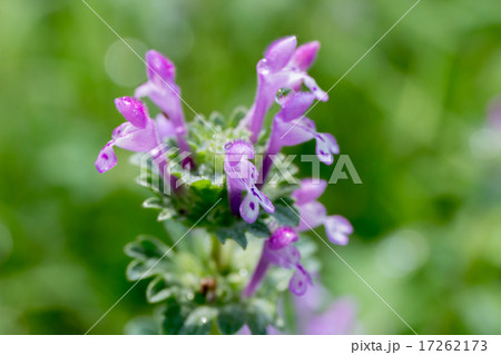 仏の座・三階草(ホトケノザ・サンガイグサ)の輪散花序の資料 仏の座・三階草(ホトケノザ・サンガイグサ)の輪散花序の資料 17262173