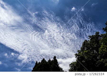 層状高積雲(そうじょうこうせきうん)と蜂の 層状高積雲(そうじょうこうせきうん)と蜂の 17262334