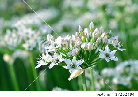 ニラの花 ニラの花 17262494