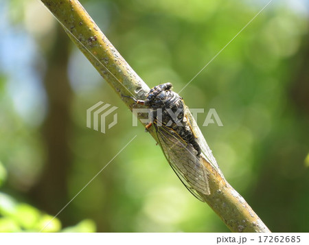 クマゼミ 17262685