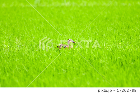 水田　かも　paddy field duck 17262788