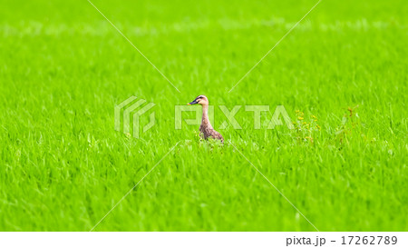 水田　かも　paddy field duck 17262789