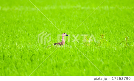 水田　かも　paddy field duck 17262790