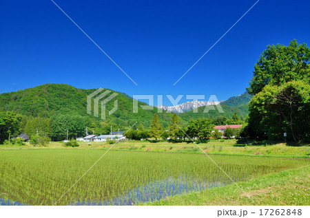 新緑の田園と北アルプス 17262848