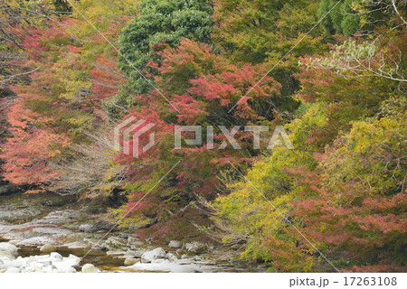 熊野の紅葉／三重県　熊野市 17263108