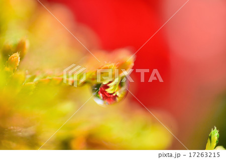 イワヒバと水滴 17263215