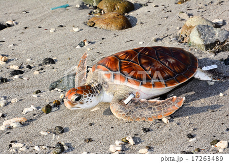 ウミガメ ウミガメ 17263489