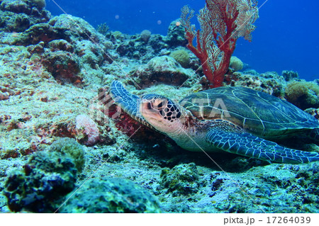 休憩中のアオウミガメ 休憩中のアオウミガメ 17264039