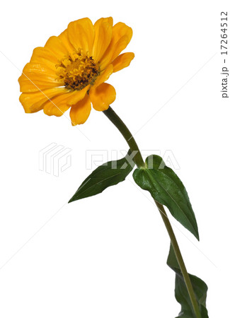 Flower Zinnia isolated 17264512