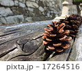 松ぼっくり 17264516