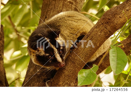 ハクビシン 17264556