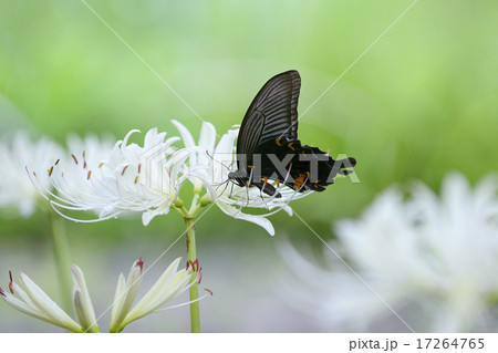 アゲハチョウと花 アゲハチョウと花 17264765