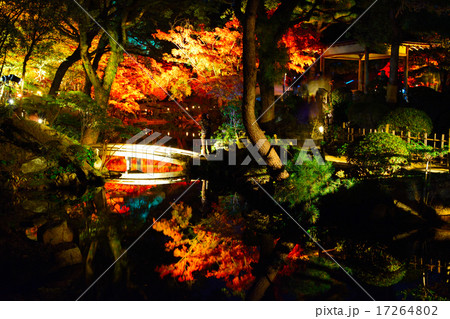 縮景園の紅葉ライトアップ 縮景園の紅葉ライトアップ 17264802
