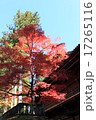 日光の秋 17265116