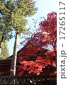 日光の秋 17265117