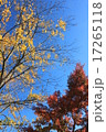 秋の空 17265118