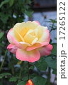 秋のバラ 17265122